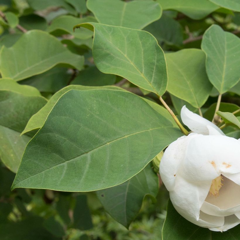 Magnolia sieboldii Colossus (Follaje)