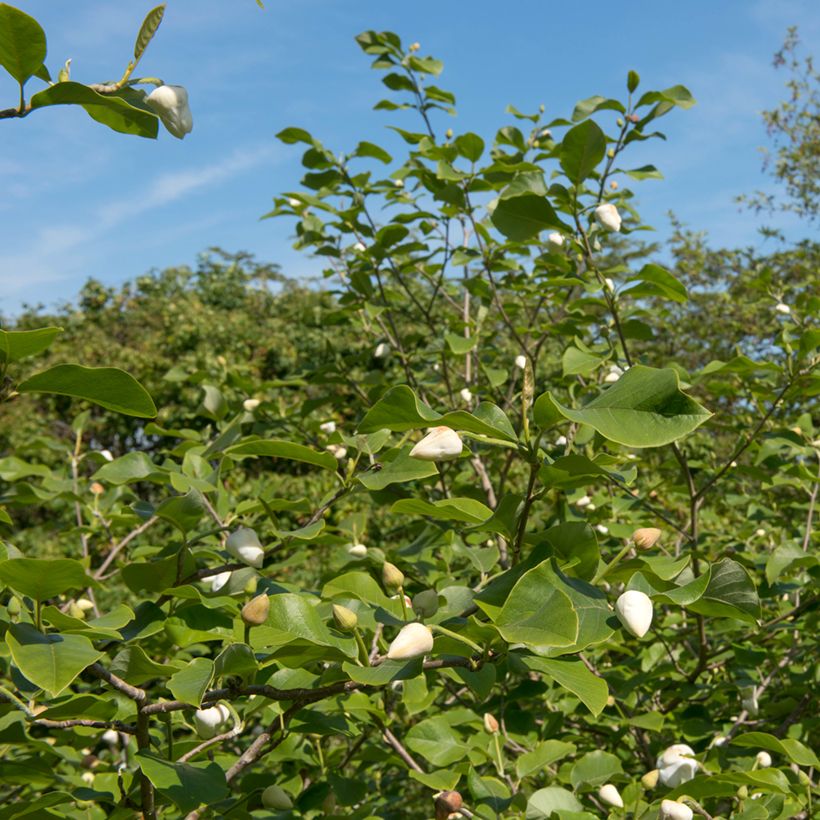 Magnolia sieboldii Colossus (Porte)
