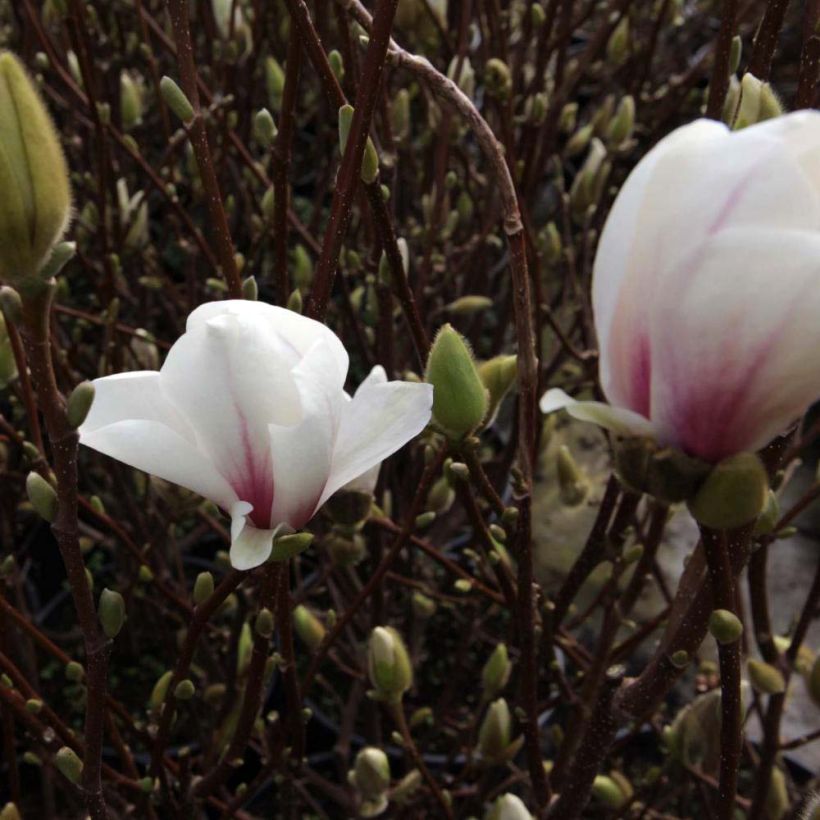 Magnolia soulangeana Alba Superba (Floración)
