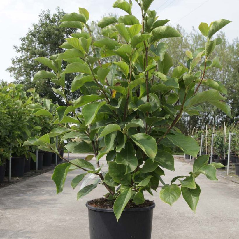Magnolia soulangeana Alba Superba (Porte)