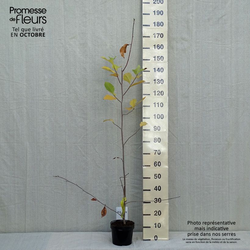 Ejemplar de Magnolia soulangeana Alba Superba Maceta 3L/4L entregado en otoño