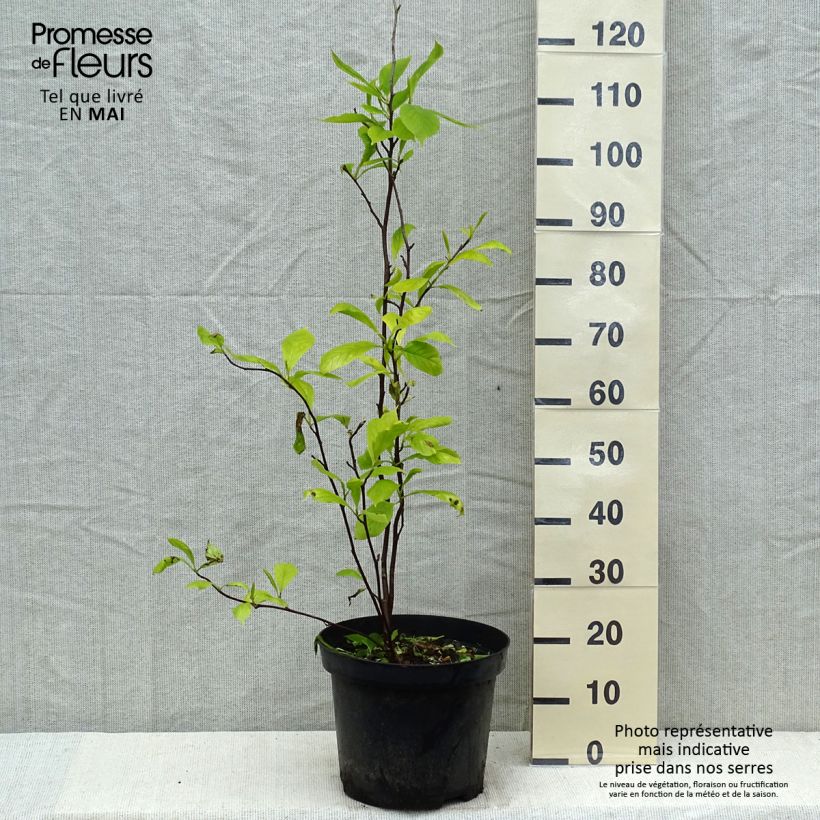 Magnolia soulangeana - Magnolia de Soulange Maceta 7,5L/10LAltura de entrega aprox. 100/150cm Ejemplar entregado en la primavera