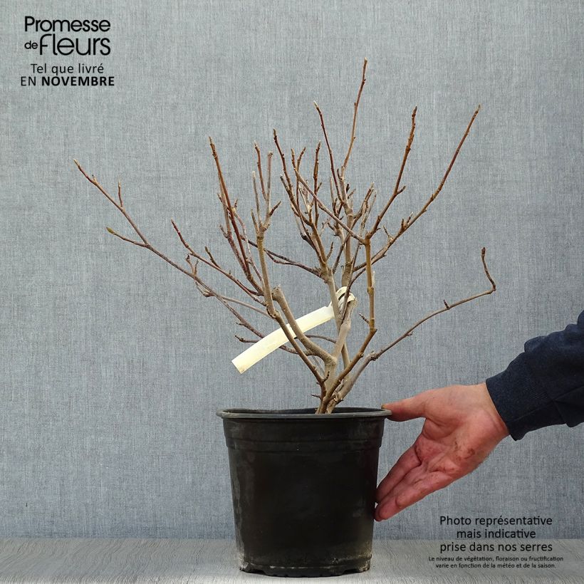 Ejemplar de Magnolia soulangeana - Magnolia de Soulange Maceta 3L/4L entregado en otoño