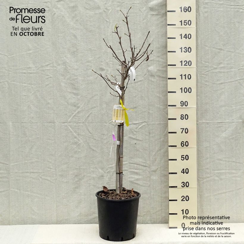 Ejemplar de Magnolia stellata - Magnolia estrellada Maceta 18L/20L entregado en otoño