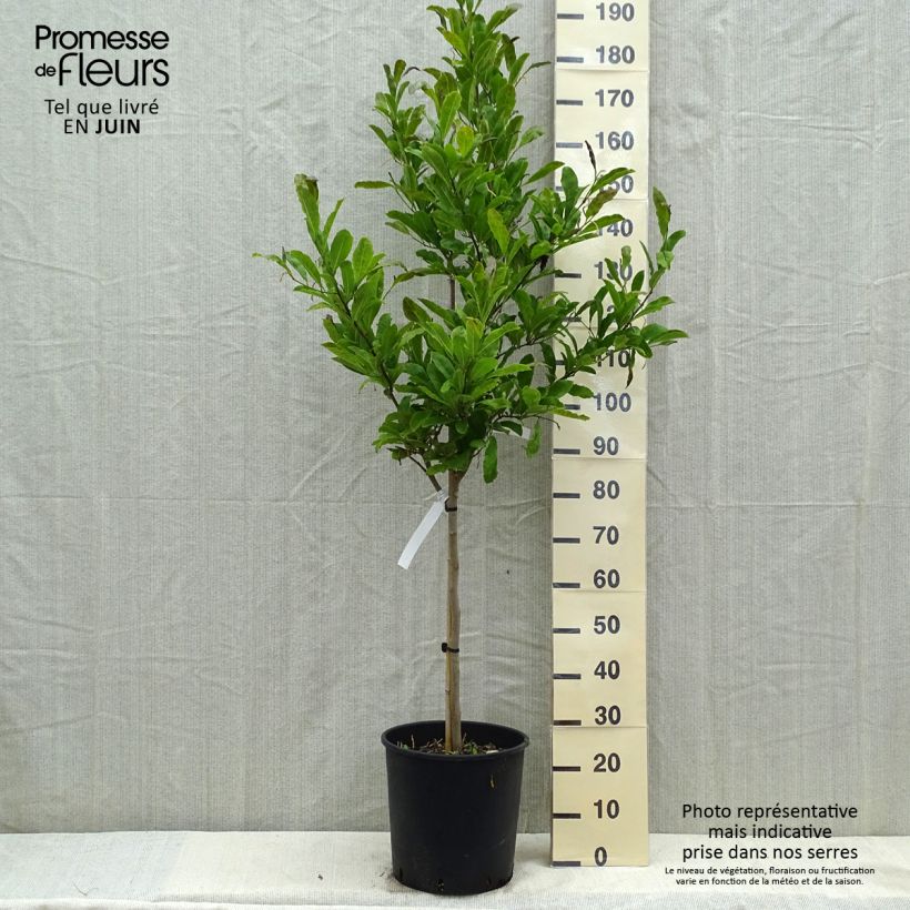 Magnolia stellata - Magnolia estrellada Maceta 18L/20LAltura de entrega aprox. 125/150cm Ejemplar entregado en la primavera