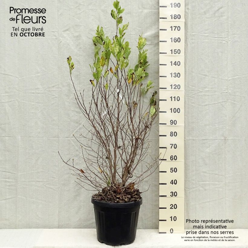 Ejemplar de Magnolia stellata - Magnolia estrellada Maceta 20L/25L entregado en otoño