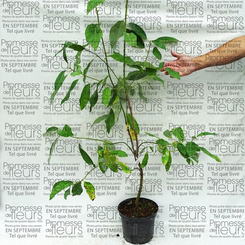 Ejemplo de ejemplar de Magnolia virginiana Glauca Maceta 4L/5L tal y como se entrega