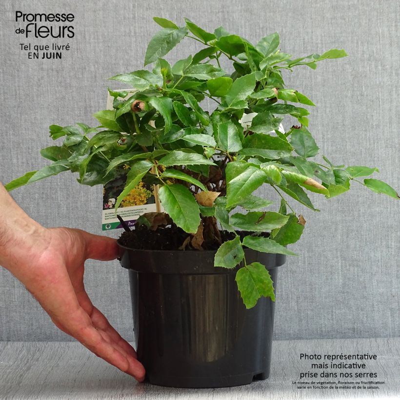 Ejemplar de Mahonia aquifolium Apollo Pot de 2L/3L entregado en verano