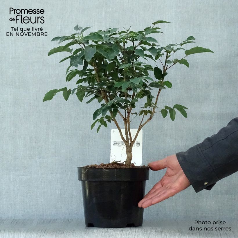 Ejemplar de Mahonia aquifolium Maceta 2L/3L entregado en otoño