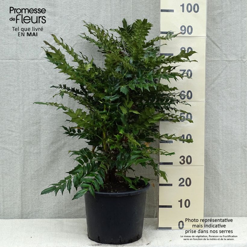 Mahonia media Winter Sun en pot de 7.5L/10L Ejemplar entregado en la primavera