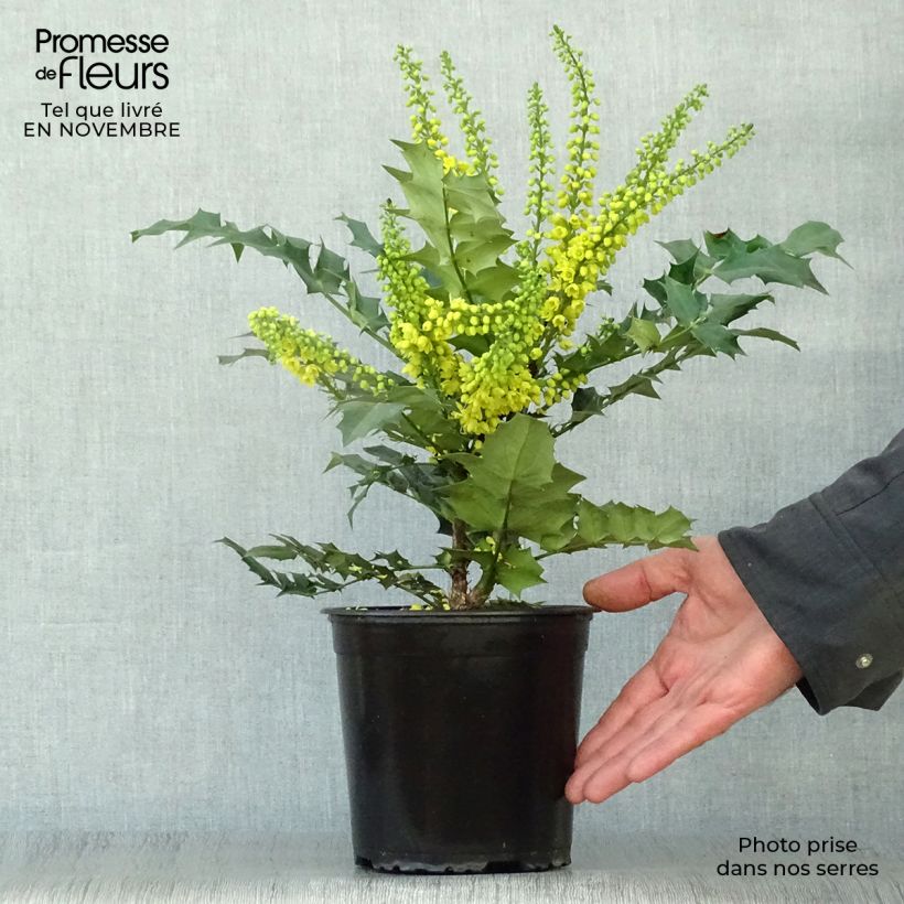 Ejemplar de Mahonia media Winter Sun Maceta 2L/3L entregado en otoño