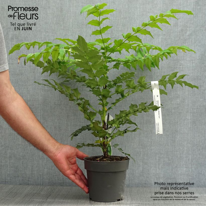 Ejemplar de Mahonia media Winter Sun en pot de 2/3L entregado en verano