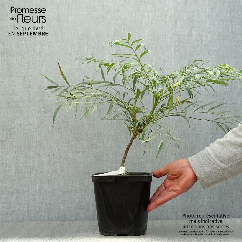 Ejemplar de Mahonia eurybracteata Sweet Winter Maceta 3L/4L entregado en otoño