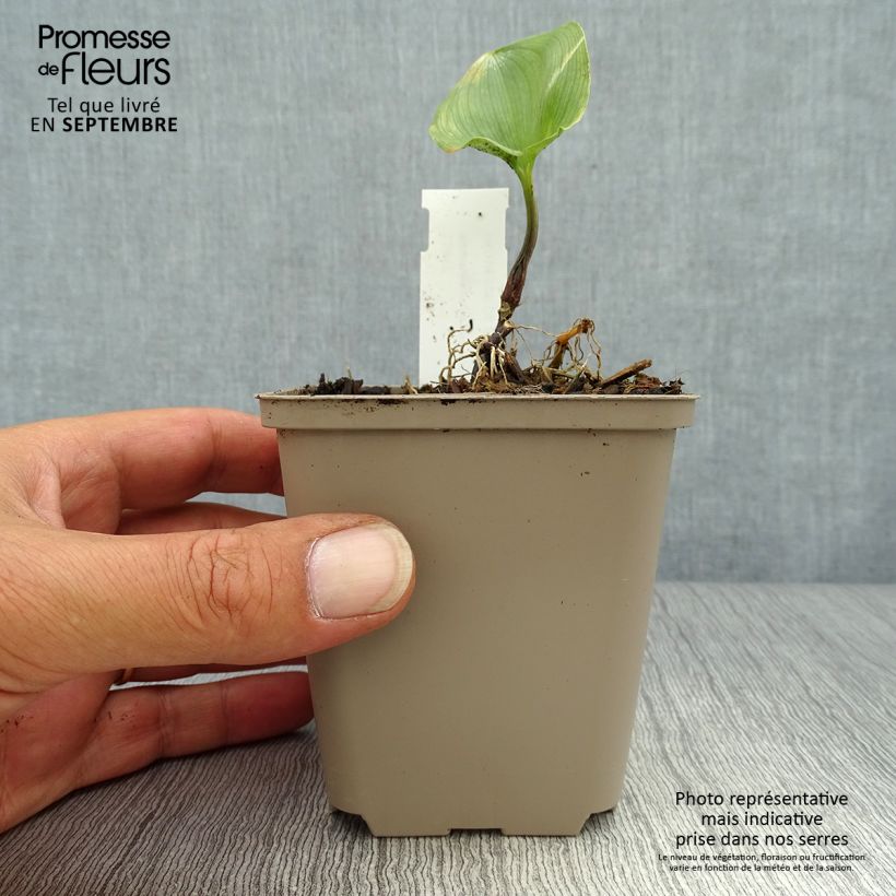 Ejemplar de Maianthemum kamtschaticum Maceta de 8/9 cm entregado en otoño