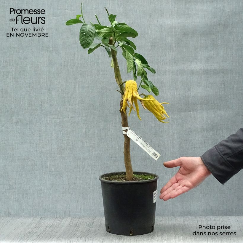 Ejemplar de Cítrico Mano de Buda - Citrus medica var. sarcodactylis Maceta 4L/5L, 1/4 tallo entregado en otoño