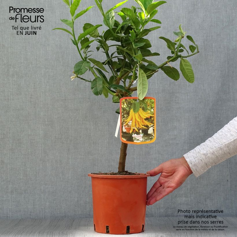 Ejemplar de Cítrico Mano de Buda - Citrus medica var. sarcodactylis Maceta 4L/5L, 1/4 talloAltura de entrega aprox. 50/60cm entregado en verano