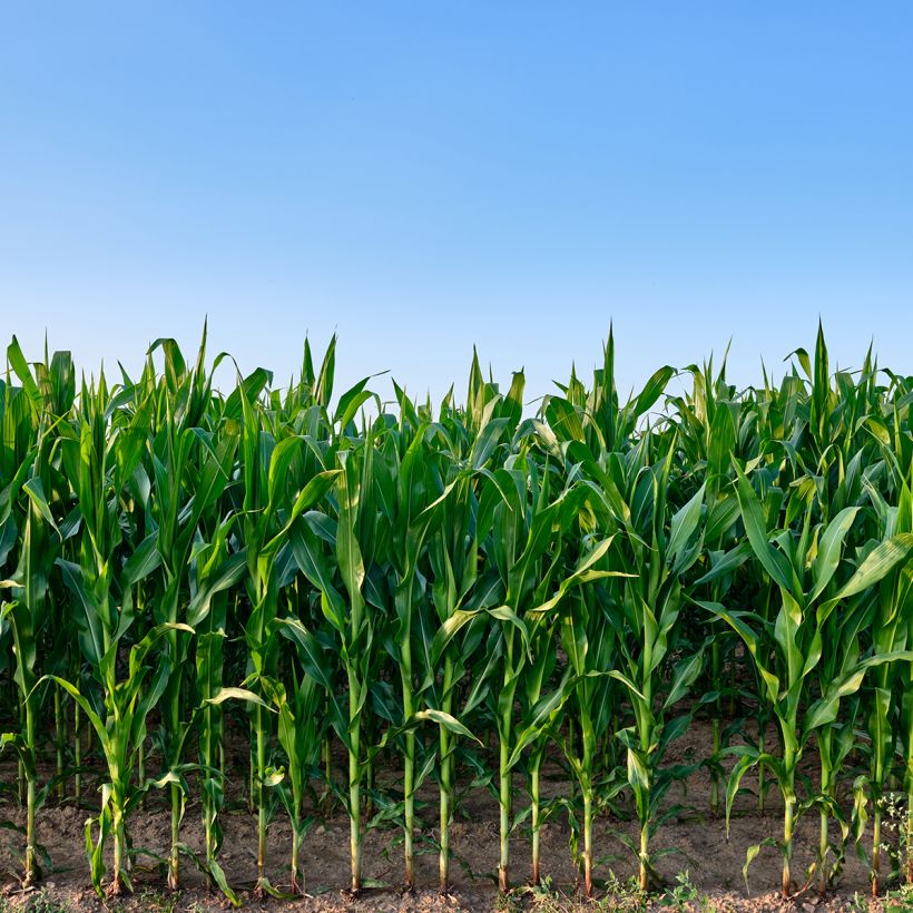Maíz dulce - Zea mays (Porte)