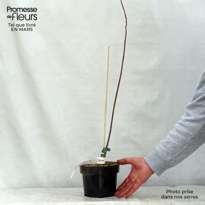 Mallotus japonicus Maceta 2L/3L Ejemplar entregado en la primavera