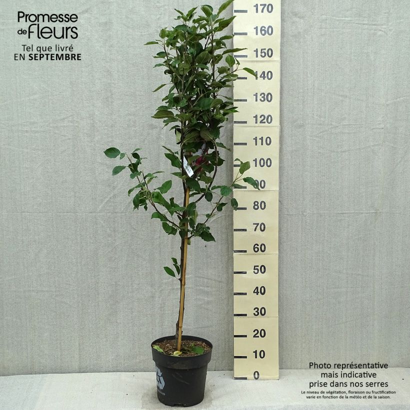 Ejemplar de Manzano Ingrid Marie Maceta 7,5L/10L entregado en otoño