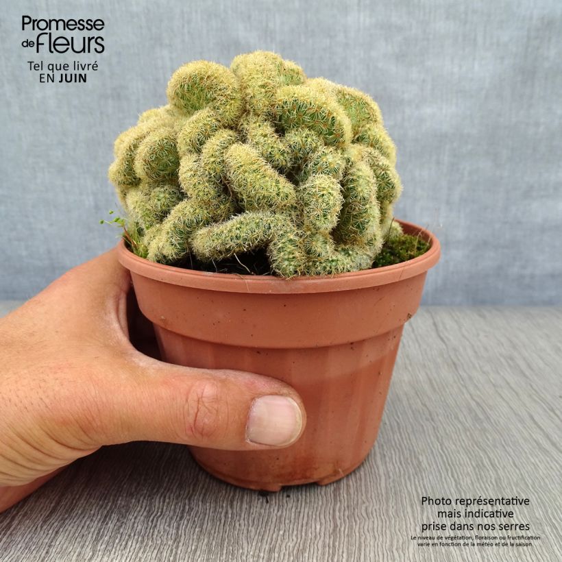 Ejemplar de Mammillaria elongata Cristata Maceta de 12 cm / 13 cm entregado en verano