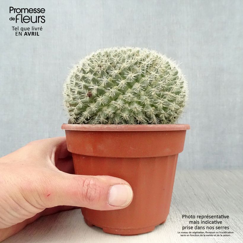Mammillaria perbella  Pot de 13 cm Ejemplar entregado en la primavera