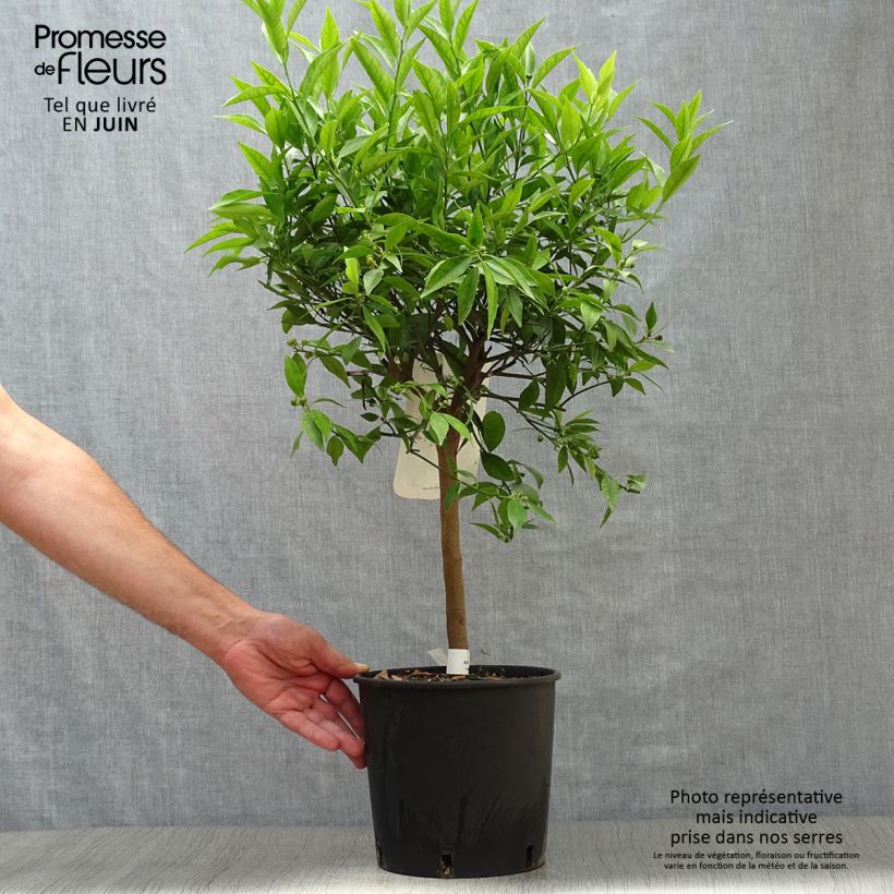 Ejemplar de Mandarina híbrida - Citrus deliciosa Maceta 4L/5L, 1/4 talloAltura de entrega aprox. 50/60cm entregado en verano