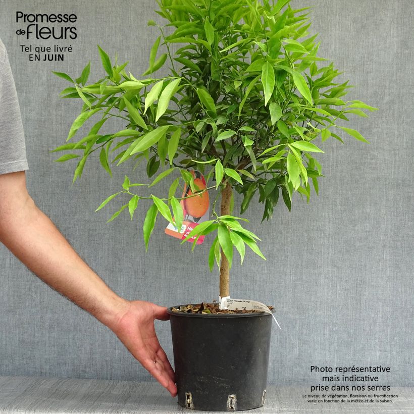 Ejemplar de Mandaríno Keraji - Citrus reticulata Maceta 2L/3L, Formación arbustiva entregado en verano