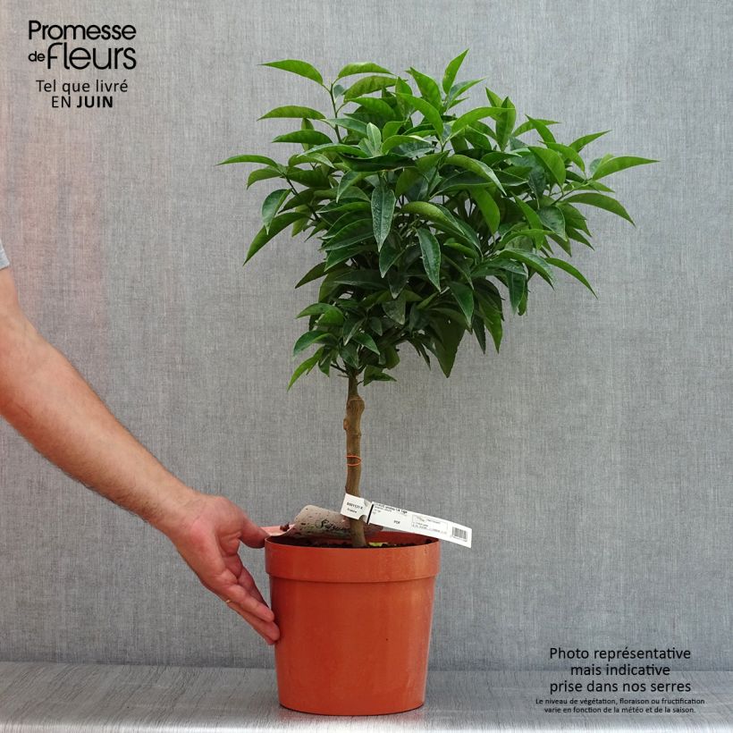 Ejemplar de Mandaríno - Citrus unshiu Maceta 4L/5L, 1/4 talloAltura de entrega aprox. 50/60cm entregado en verano
