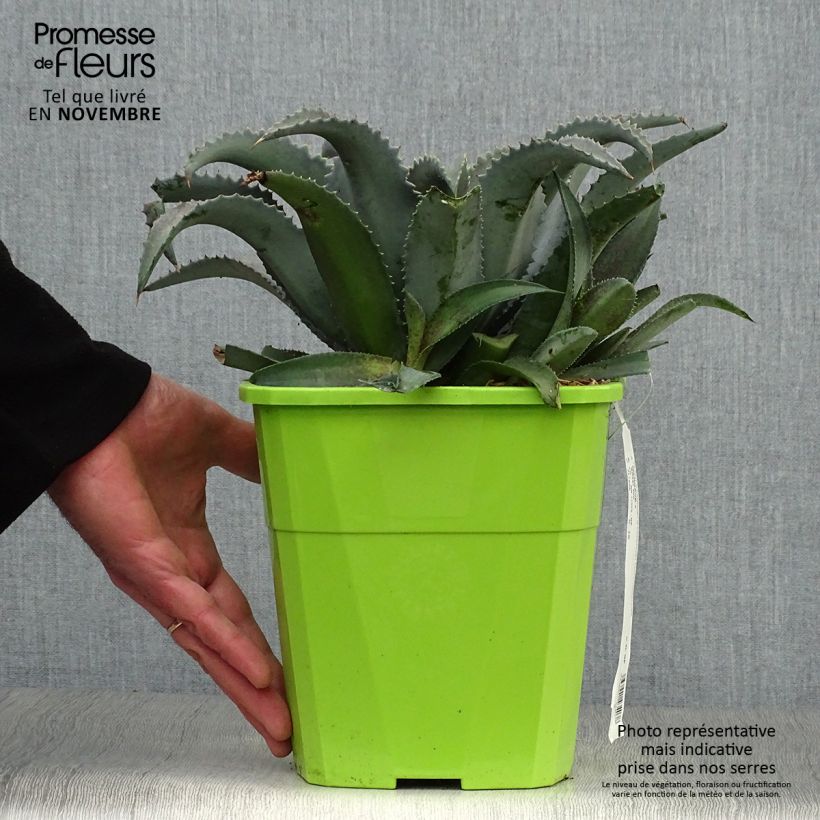 Ejemplar de Mangave Silver Fox Maceta 3L/4L entregado en otoño