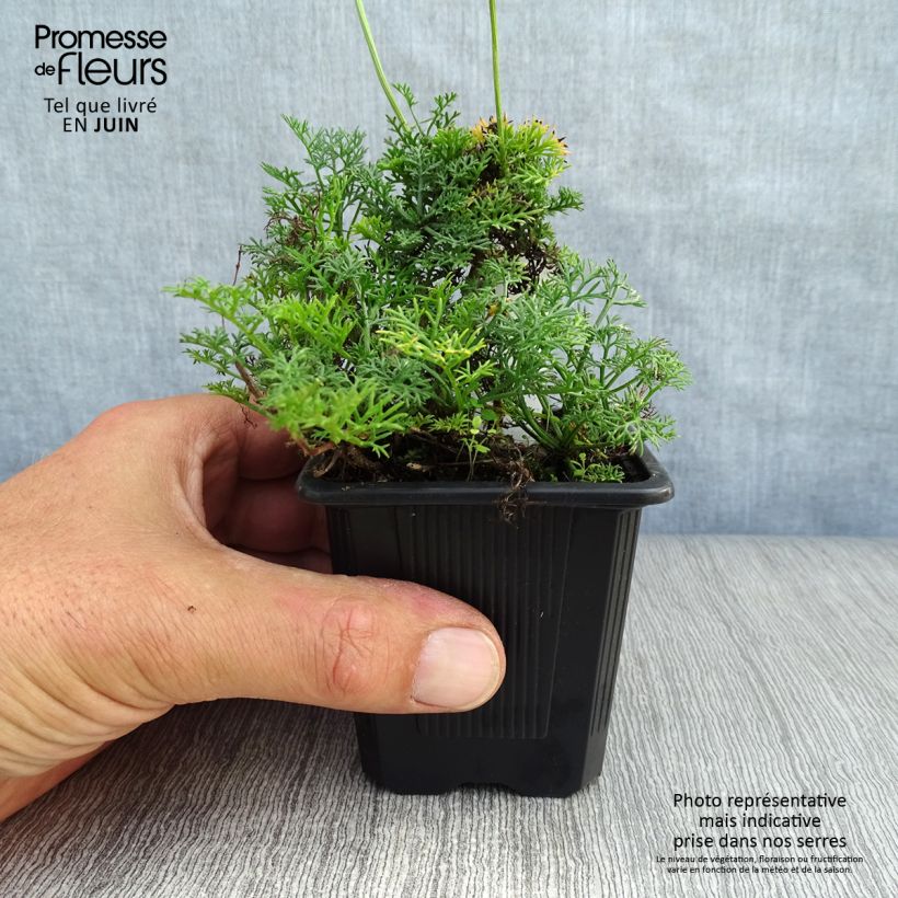 Ejemplar de Matricaria tchihatchewii - Pyrèthre gazonnant Godet de 8/9 cm entregado en verano