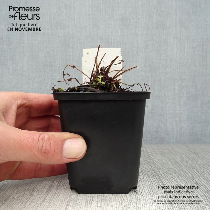 Ejemplar de Matteuccia struthiopteris var. pensylvanica - Helecho avestruz Maceta de 8/9 cm entregado en otoño