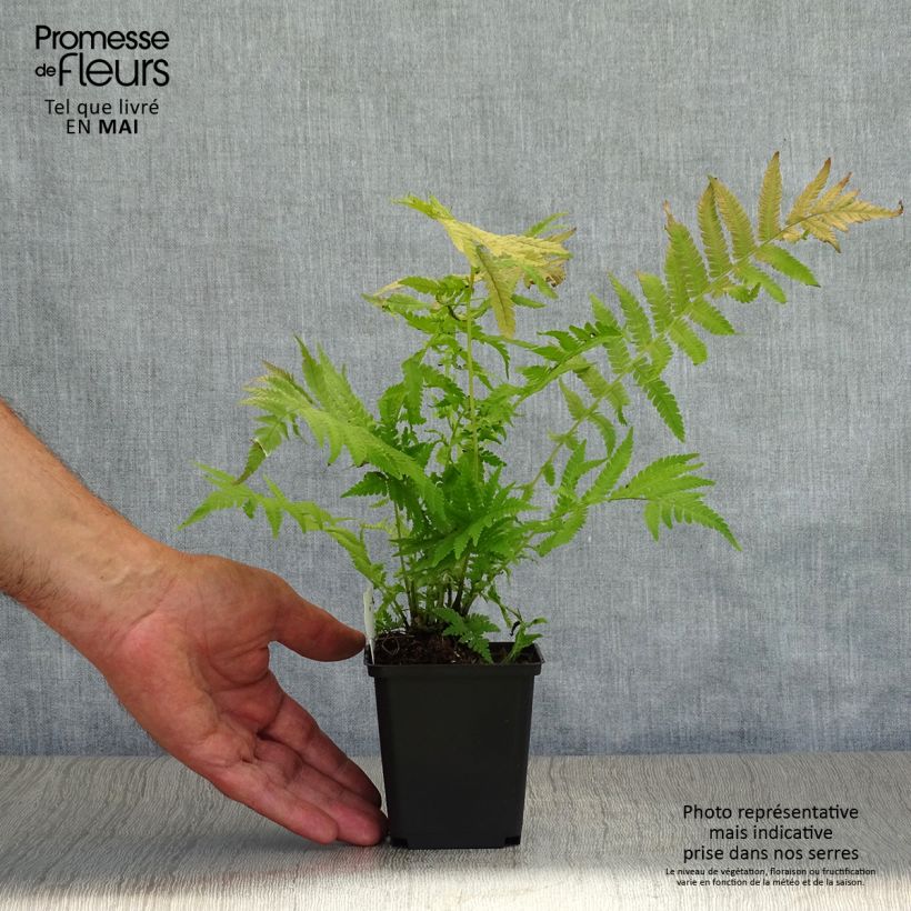 Matteuccia struthiopteris var. pensylvanica - Helecho avestruz Maceta de 8/9 cm Ejemplar entregado en la primavera