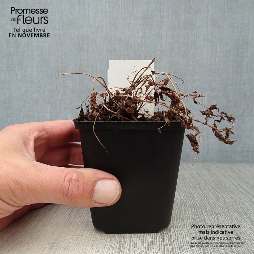 Ejemplar de Matteuccia struthiopteris - Helecho avestruz Maceta de 8/9 cm entregado en otoño