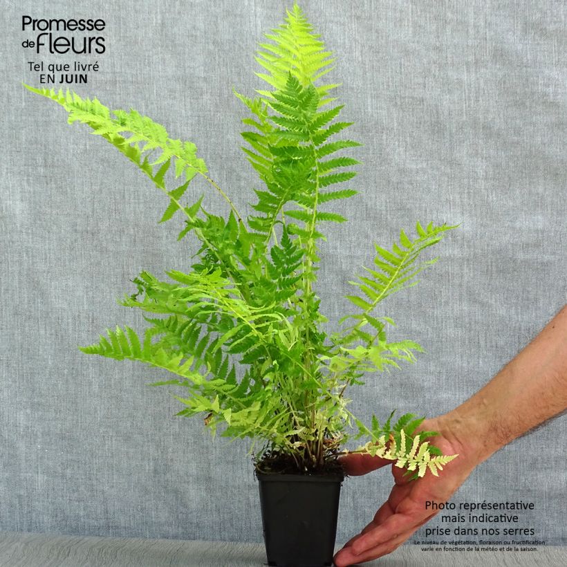 Ejemplar de Matteuccia struthiopteris - Helecho avestruz Maceta de 8/9 cm entregado en verano