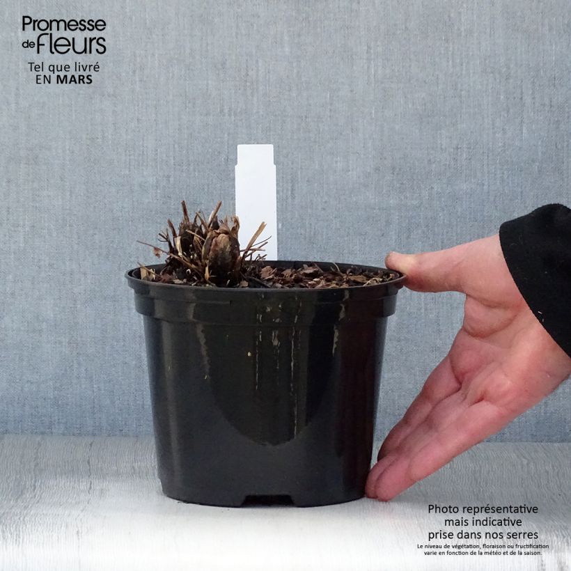 Matteuccia struthiopteris - Helecho avestruz Maceta 2L/3LAltura de entrega aprox. 30cm Ejemplar entregado en la primavera