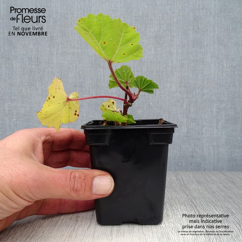 Ejemplar de Malva común - Malva sylvestris Maceta de 7/8 cm entregado en otoño