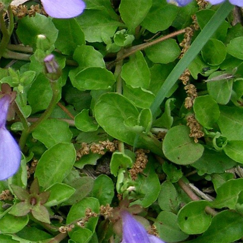 Mazus miquelii (Follaje)