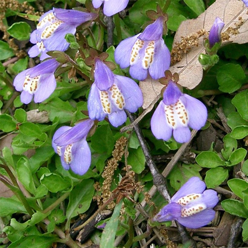 Mazus miquelii (Floración)