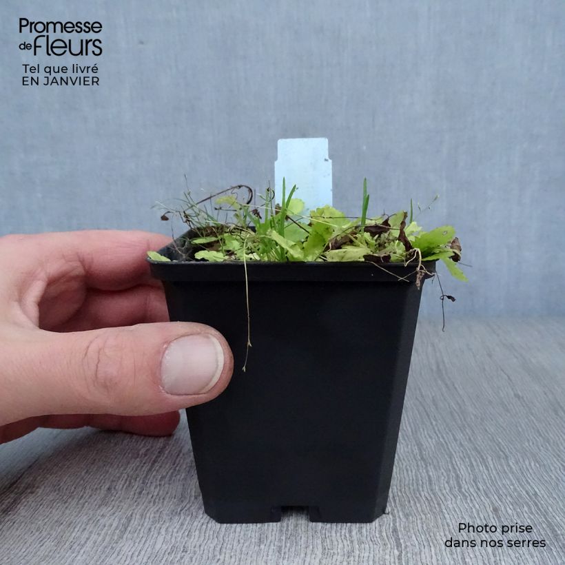 Mazus miquelii Godet de 9cm Ejemplar entregado en invierno