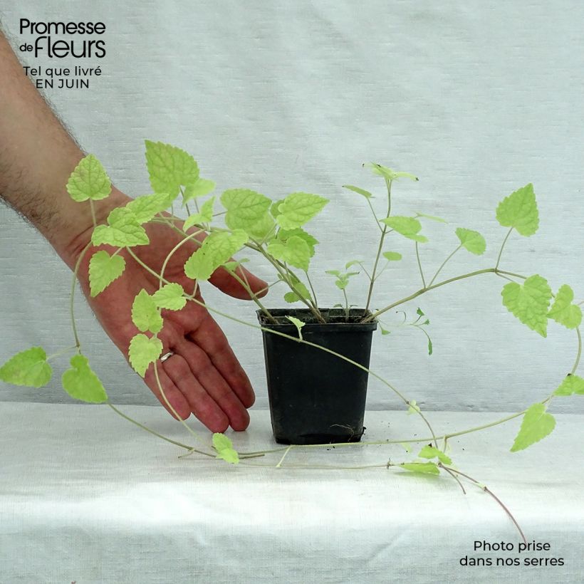 Ejemplar de Meehania urticifolia Maceta de 8/9 cm entregado en verano