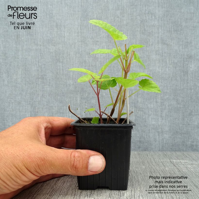Ejemplar de Meehania urticifolia Japan Blau Maceta de 8/9 cm entregado en verano