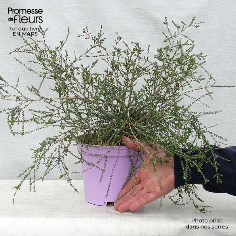 Melaleuca gibbosa Maceta 2L/3L Ejemplar entregado en la primavera