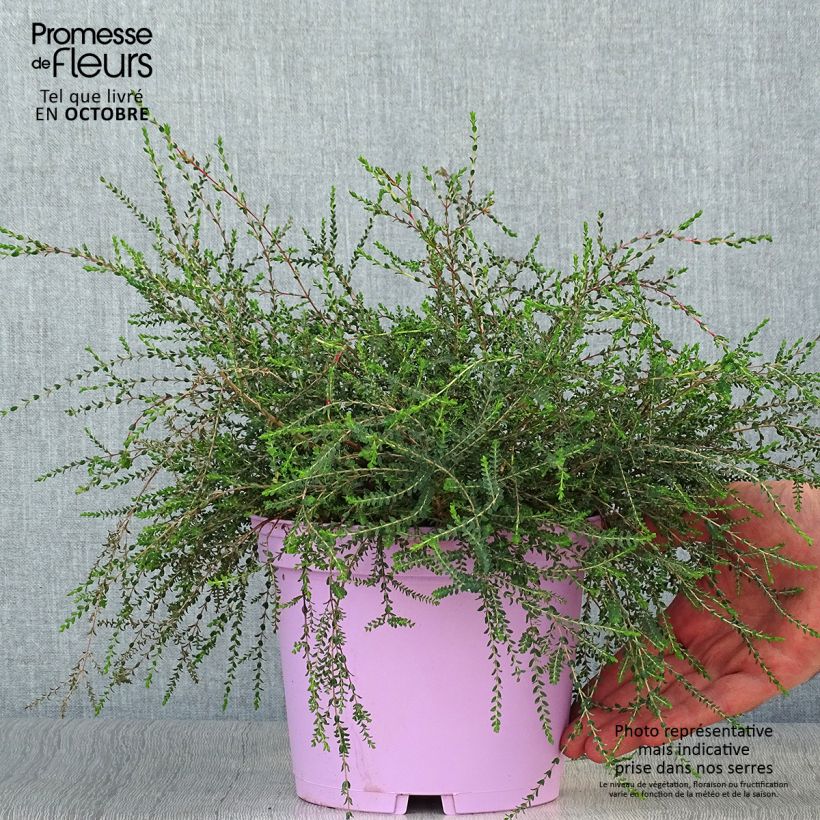 Ejemplar de Melaleuca gibbosa Maceta 2L/3L entregado en otoño