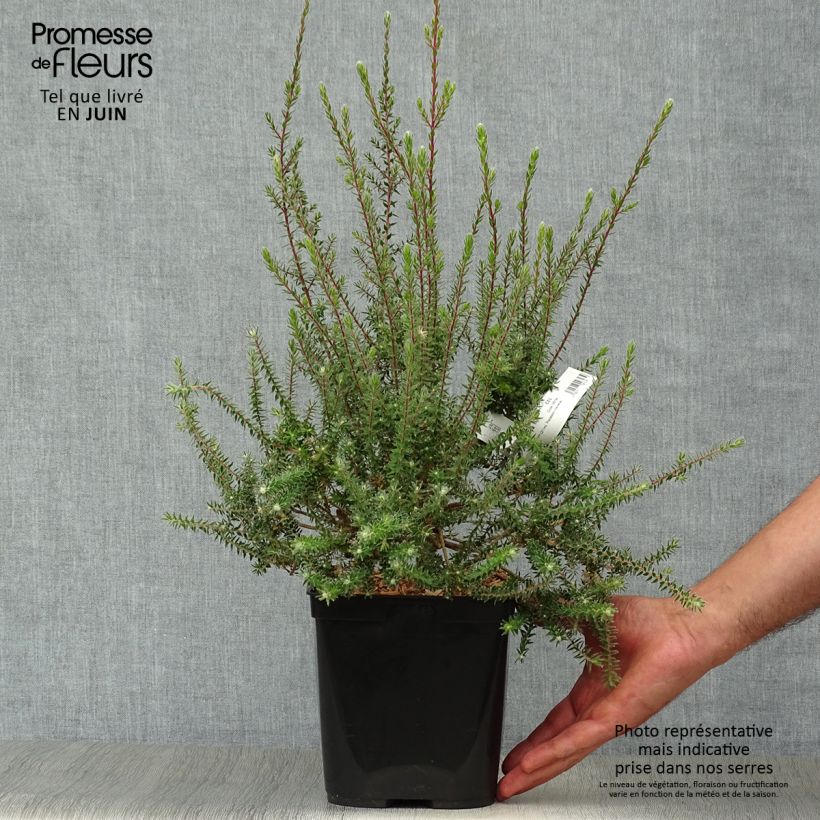 Ejemplar de Melaleuca squamea Maceta 3L/4L entregado en verano