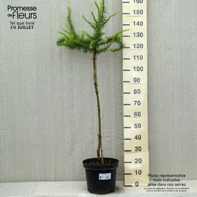 Ejemplar de Larix kaempferi Diana - Alerce del Japón Maceta 12L/15L entregado en verano