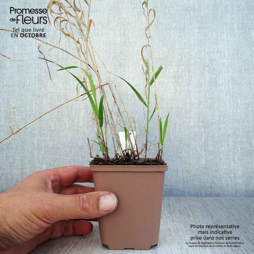 Ejemplar de Melica altissima Atropurpurea Maceta de 8/9 cm entregado en otoño