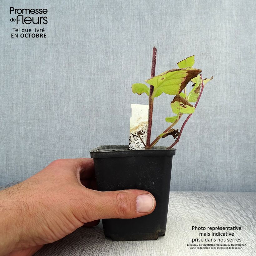 Ejemplar de Melittis melissophyllum Alba - Melisa bastarda Maceta de 8/9 cm entregado en otoño