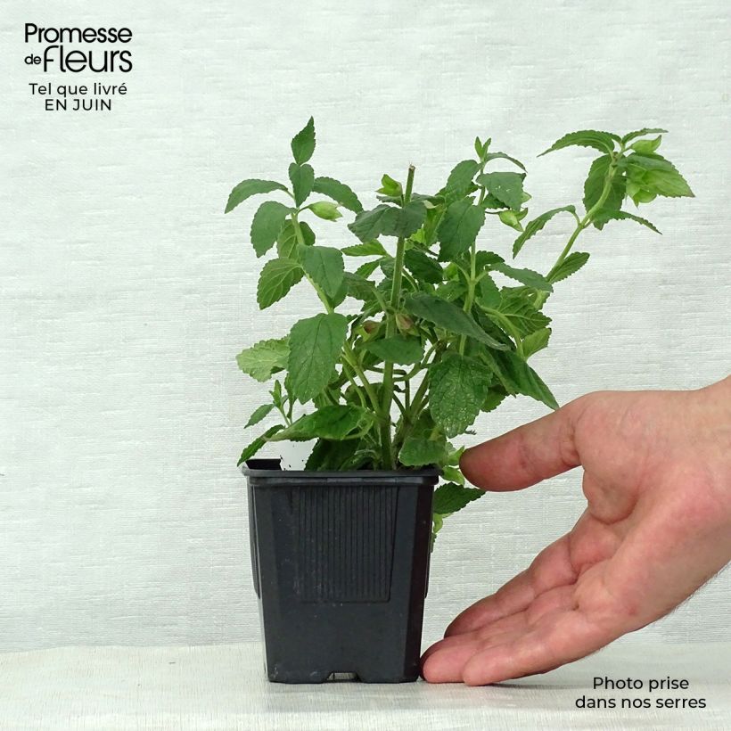 Ejemplar de Melittis melissophyllum Alba - Melisa bastarda Maceta de 8/9 cm entregado en verano