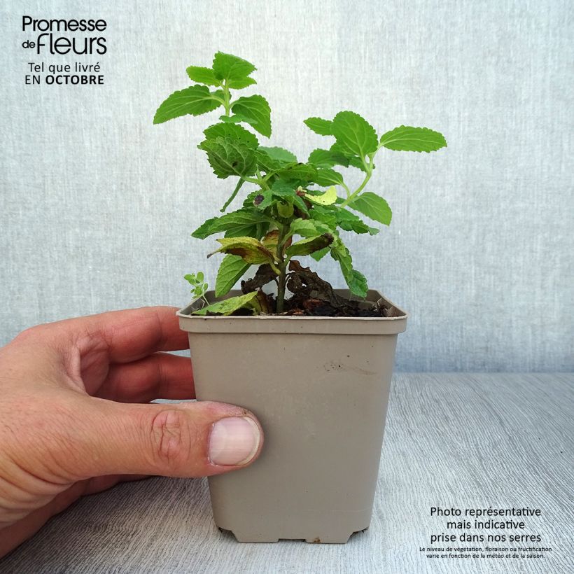 Ejemplar de Melittis melissophyllum - Melisa bastarda Maceta de 8/9 cm entregado en otoño