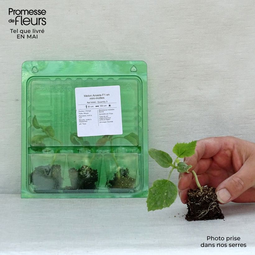 Melón Anasta F1 (plantas) minicepellón: Ø 3/4 cm Ejemplar entregado en la primavera